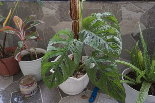 Plantas Verdes Macetas Alféizar Ventana —  Fotos de Stock