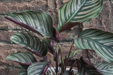ornamental plant that has a green stripe pattern