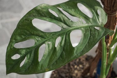 Yapraklarında eşsiz olan süs bitkileri.