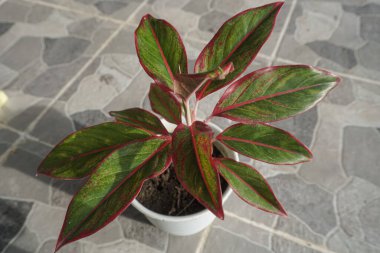 Ornamental plant that has green leaves and red stems