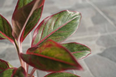 Ornamental plant that has green leaves and red stems