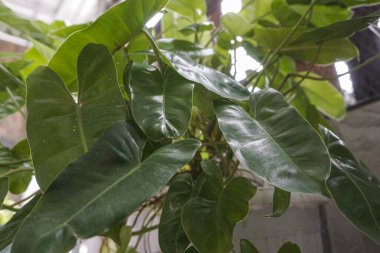 ornamental plants are green to yellowish