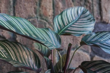 ornamental plant that has a green stripe pattern