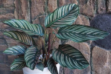ornamental plant that has a green stripe pattern