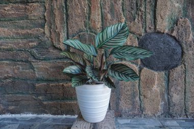 ornamental plant that has a green stripe pattern
