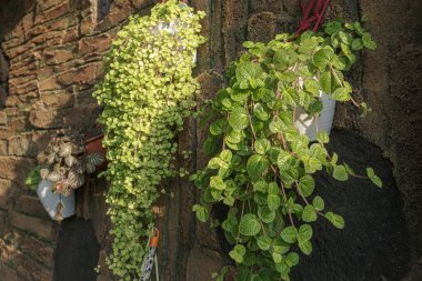 ornamental plants attached to the wall with a cliff design