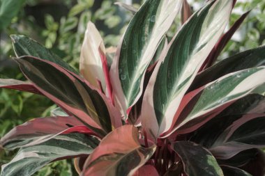 ornamental plants that are unique in their leaves when exposed to light  sun will open and close