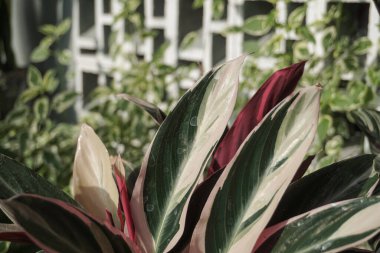 ornamental plants that are unique in their leaves when exposed to light  sun will open and close