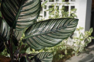 ornamental plant that has a green stripe pattern