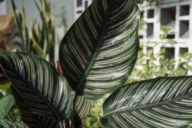 ornamental plant that has a green stripe pattern