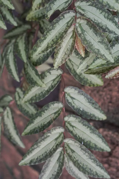 ornamental plants attached to the wall with a cliff design