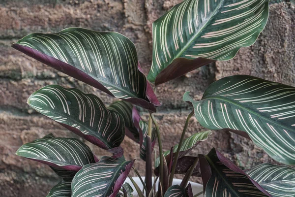 Ornamental Plant Has Green Stripe Pattern Stockfoto