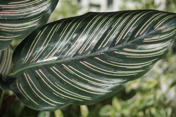 Ornamental Plant Has Green Stripe Pattern Royaltyfria Stockbilder