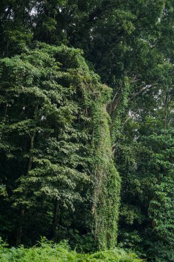 Aik nyet Susaot Doğa Turizmi Endonezya 'nın Lombok adasında yer almaktadır.