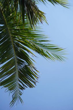 Hindistan cevizi yaprakları mavi gökyüzü arka planında