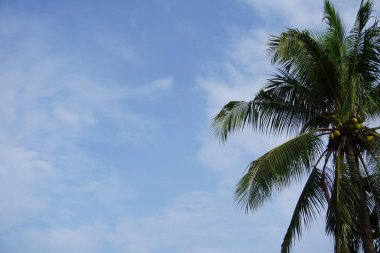 Hindistan cevizi yaprakları mavi gökyüzü arka planında