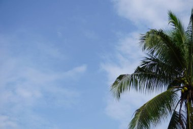 Hindistan cevizi yaprakları mavi gökyüzü arka planında