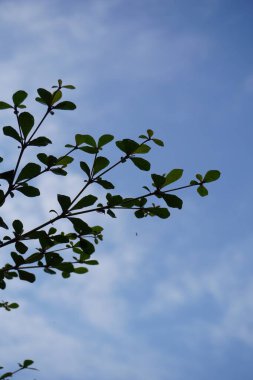 Yaprakları mavi gökyüzü arka plan ile