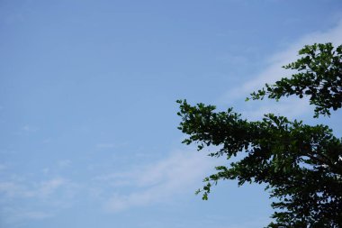 Yaprakları mavi gökyüzü arka plan ile