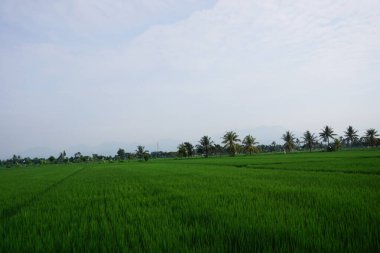 Geniş pirinç tarlalarının manzarası ve bulutlu hava