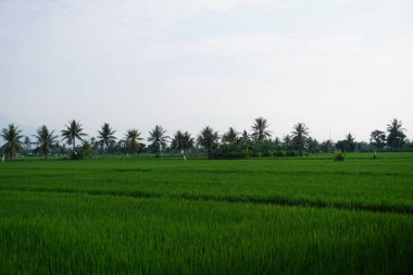 Geniş pirinç tarlalarının manzarası ve bulutlu hava