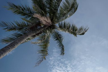 Hindistan cevizi yaprakları mavi gökyüzü arka planında