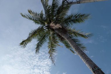 Hindistan cevizi yaprakları mavi gökyüzü arka planında