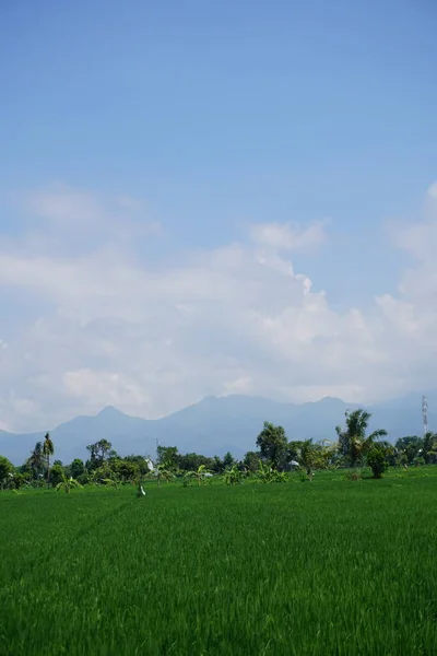 Pohled Rozlehlá Rýžová Pole Zatažené Počasí — Stock fotografie