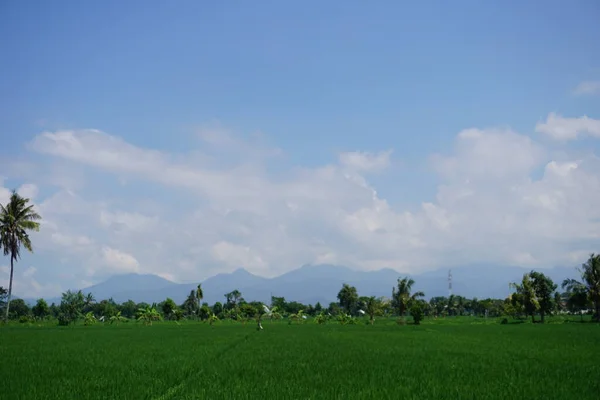 Pemandangan Sawah Yang Luas Dan Cuaca Mendung — Stok Foto