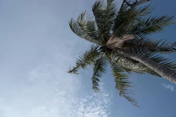 Hindistan cevizi yaprakları mavi gökyüzü arka planında