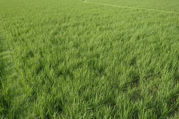 Geniş pirinç tarlalarının manzarası ve bulutlu hava