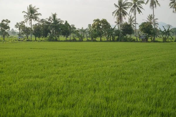 Pemandangan Sawah Yang Luas Dan Cuaca Mendung — Stok Foto