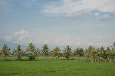 Geniş pirinç tarlalarının manzarası ve bulutlu hava