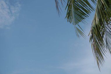 Hindistan cevizi yaprakları mavi gökyüzü arka planında