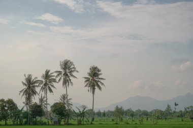 Geniş pirinç tarlalarının manzarası ve bulutlu hava