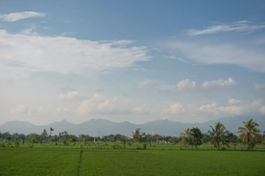 Geniş pirinç tarlalarının manzarası ve bulutlu hava