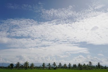 Uçsuz bucaksız pirinç tarlalarının manzarası ve güzel hava.