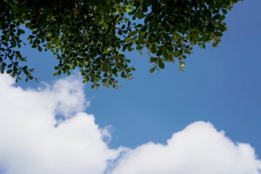 Yaprakları mavi gökyüzü arka plan ile