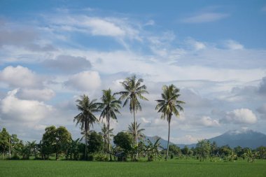 Uçsuz bucaksız pirinç tarlalarının manzarası ve güzel hava.