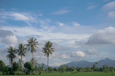 Uçsuz bucaksız pirinç tarlalarının manzarası ve güzel hava.