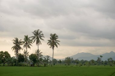Uçsuz bucaksız pirinç tarlalarının manzarası ve güzel hava.