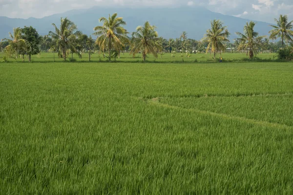 Vista Dos Vastos Campos Arroz Tempo Nublado — Fotografia de Stock