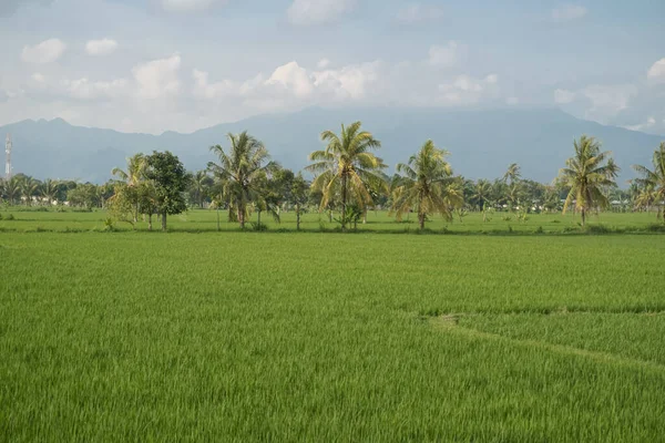 Geniş Pirinç Tarlalarının Manzarası Bulutlu Hava — Stok fotoğraf