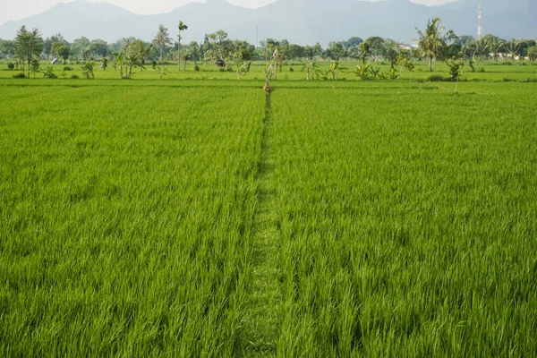 Vista Los Vastos Arrozales Clima Nublado — Foto de Stock