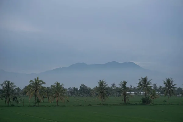 View Vast Rice Fields Cloudy Weather — ストック写真