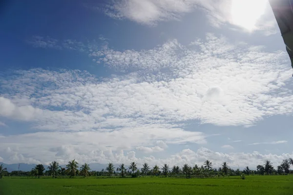 Het Uitzicht Uitgestrekte Rijstvelden Het Prachtige Weer — Stockfoto