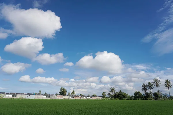 Het Uitzicht Uitgestrekte Rijstvelden Het Prachtige Weer — Stockfoto