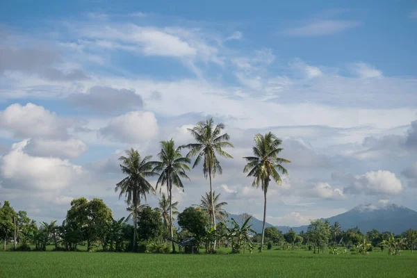 Vista Los Vastos Campos Arroz Hermoso Clima — Foto de Stock