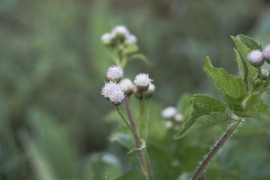 a wild plant with white flowers