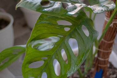 has unique leaves that are the hallmark of this ornamental plant